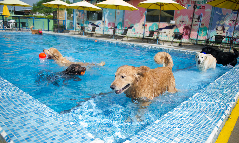 hydrotherapy pool for dogs near me